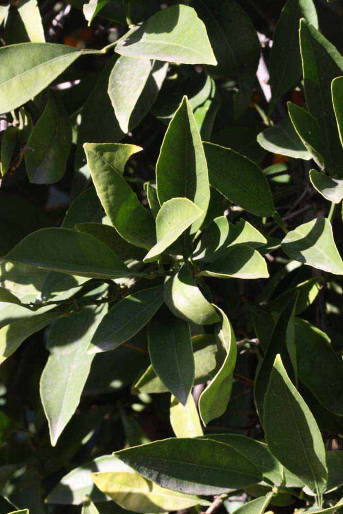            Sun leaves (Riverside, CA)   